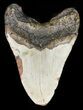 Bargain Megalodon Tooth - North Carolina #47867-2